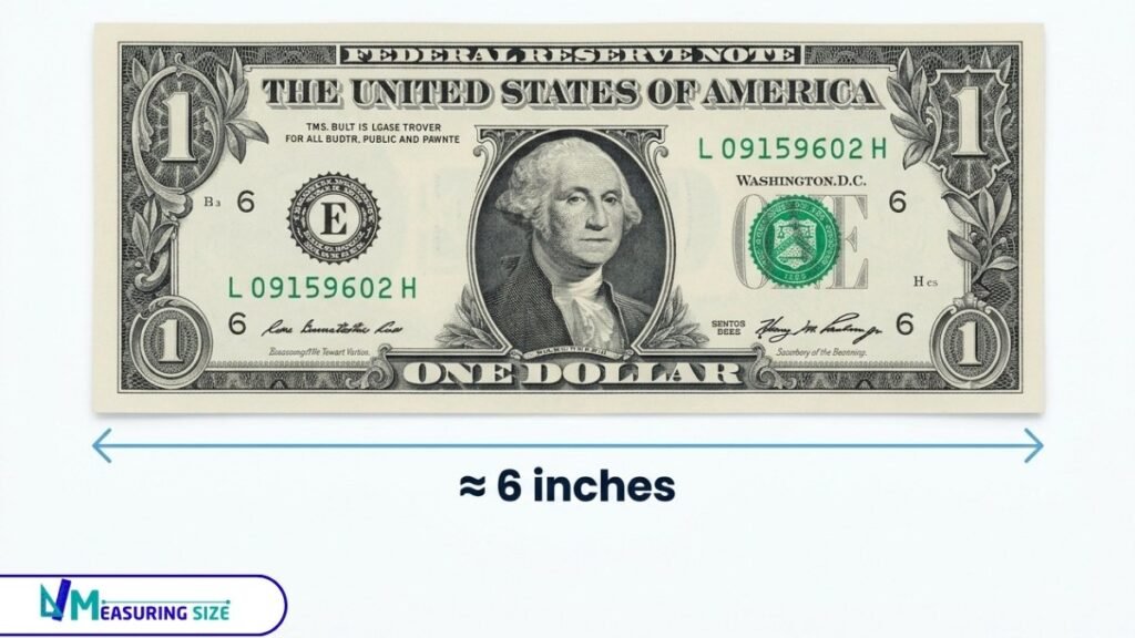 U.S. Dollar Bill — 6.14 Inches Long 